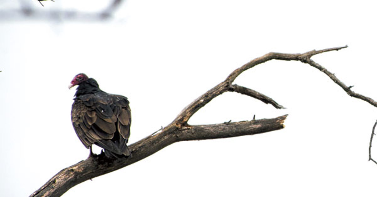 Bird Brains
