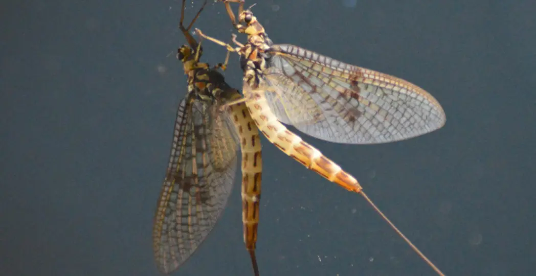 Courtesy SR Photies via Flickr