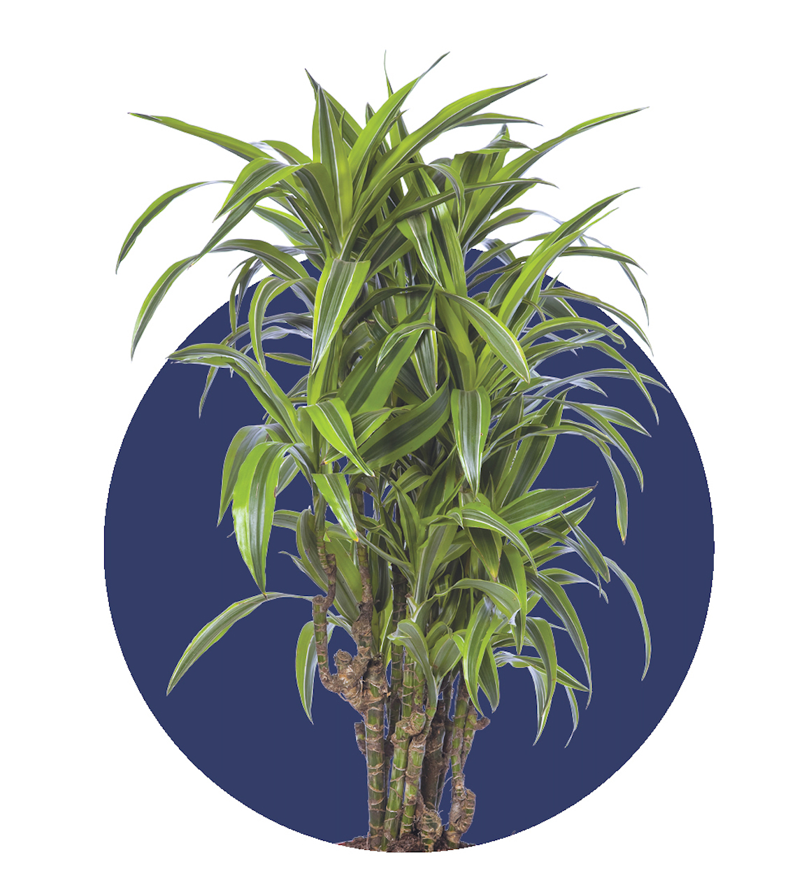 Dracaena. | COURTESY ISTOCK