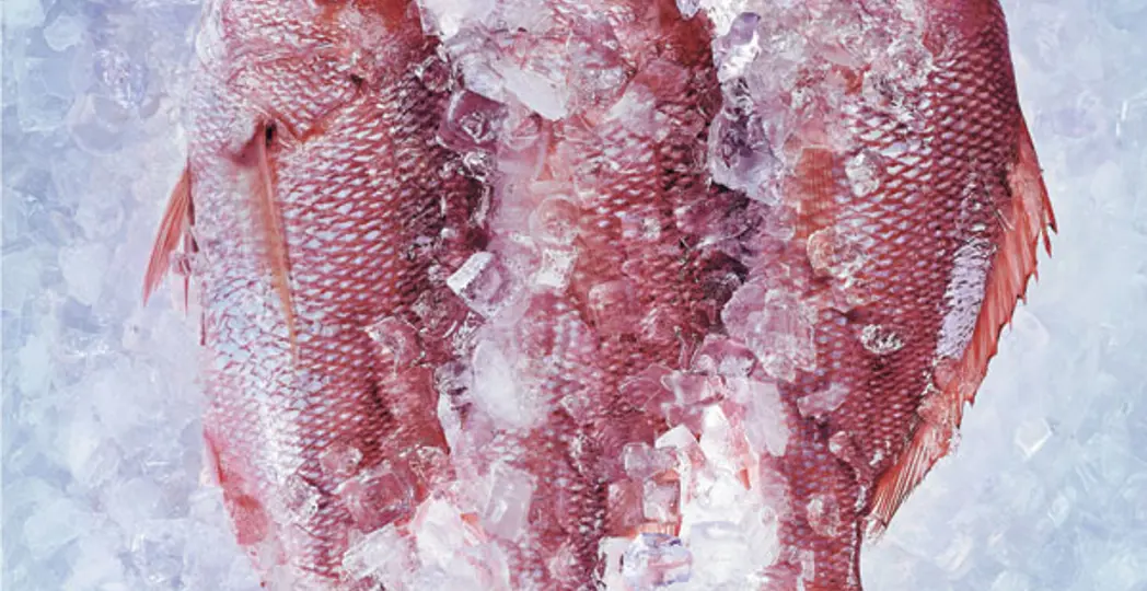 BurkleHagen Photography