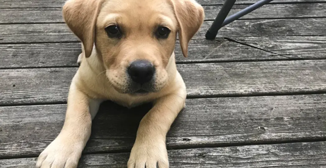 Courtesy Marisa Palmieri Shugrue