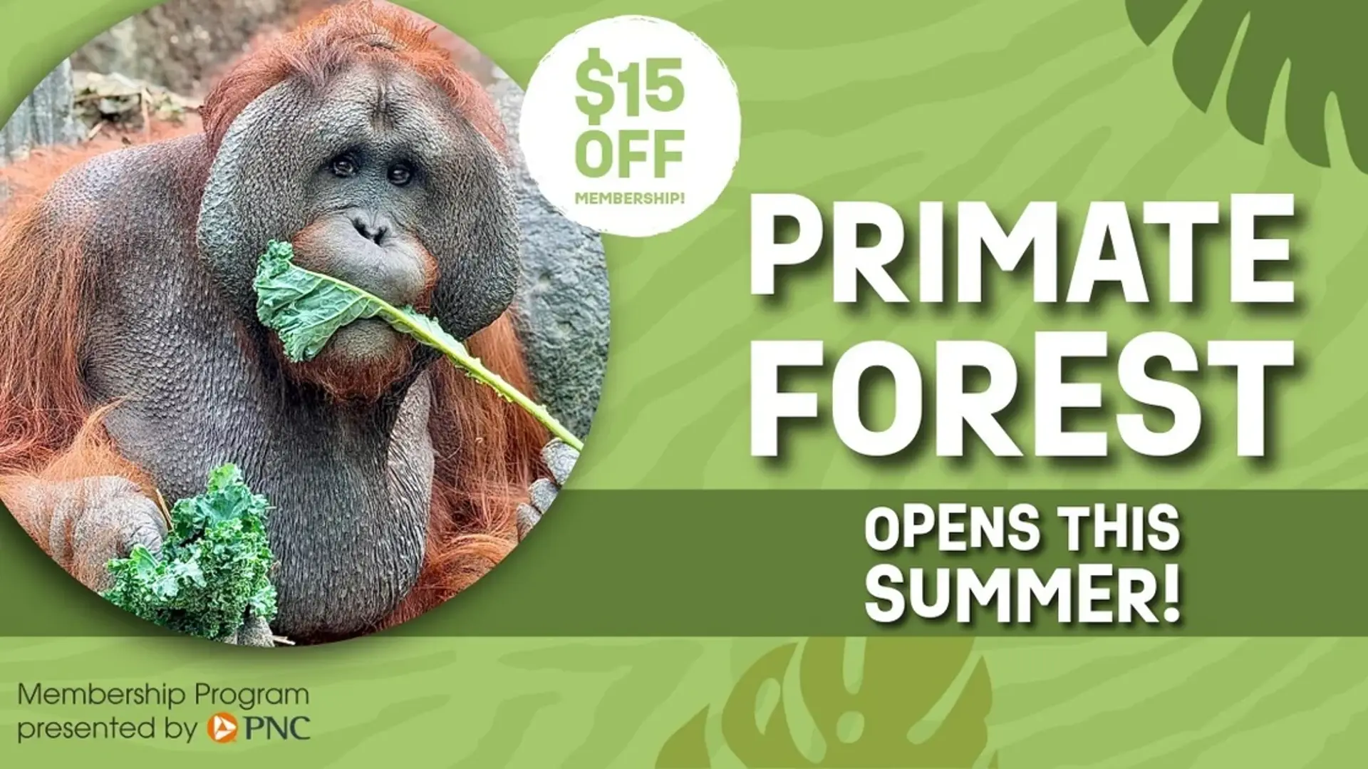Primate Forest