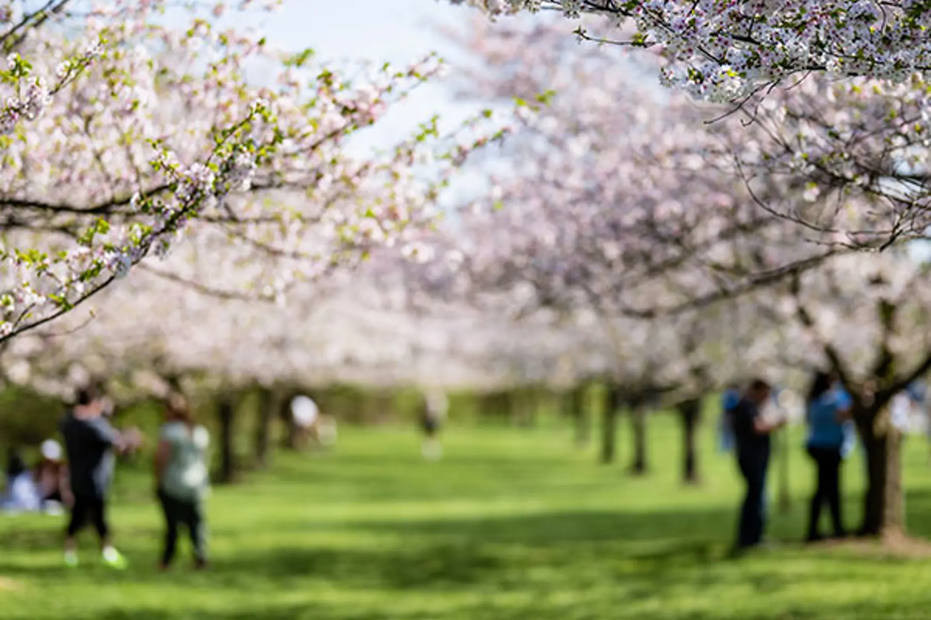 3 Cherry Blossom Hotspots in Northeast Ohio