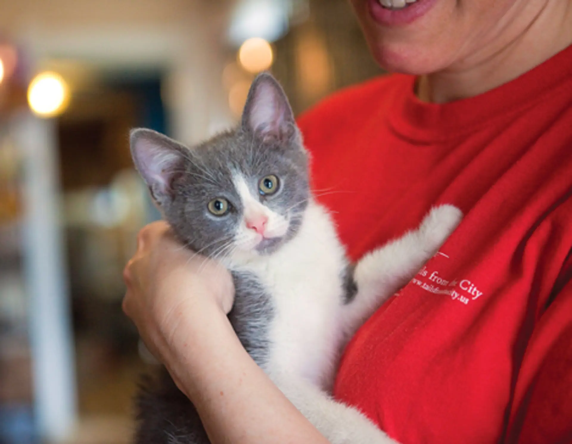 A person in a red shirt holds a grey and white cat, who looks at the camera