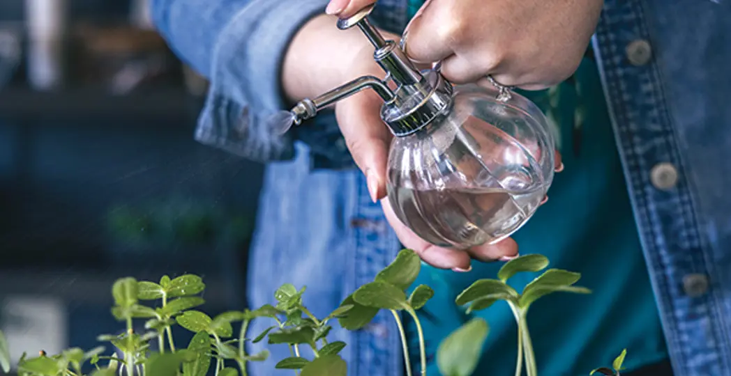 Courtesy Petitti Garden Center