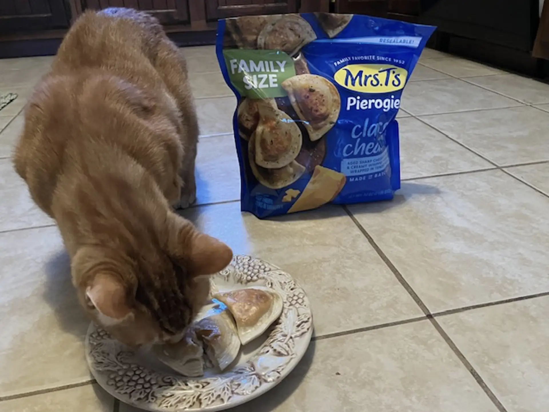 Cat eating a plate of pierogies