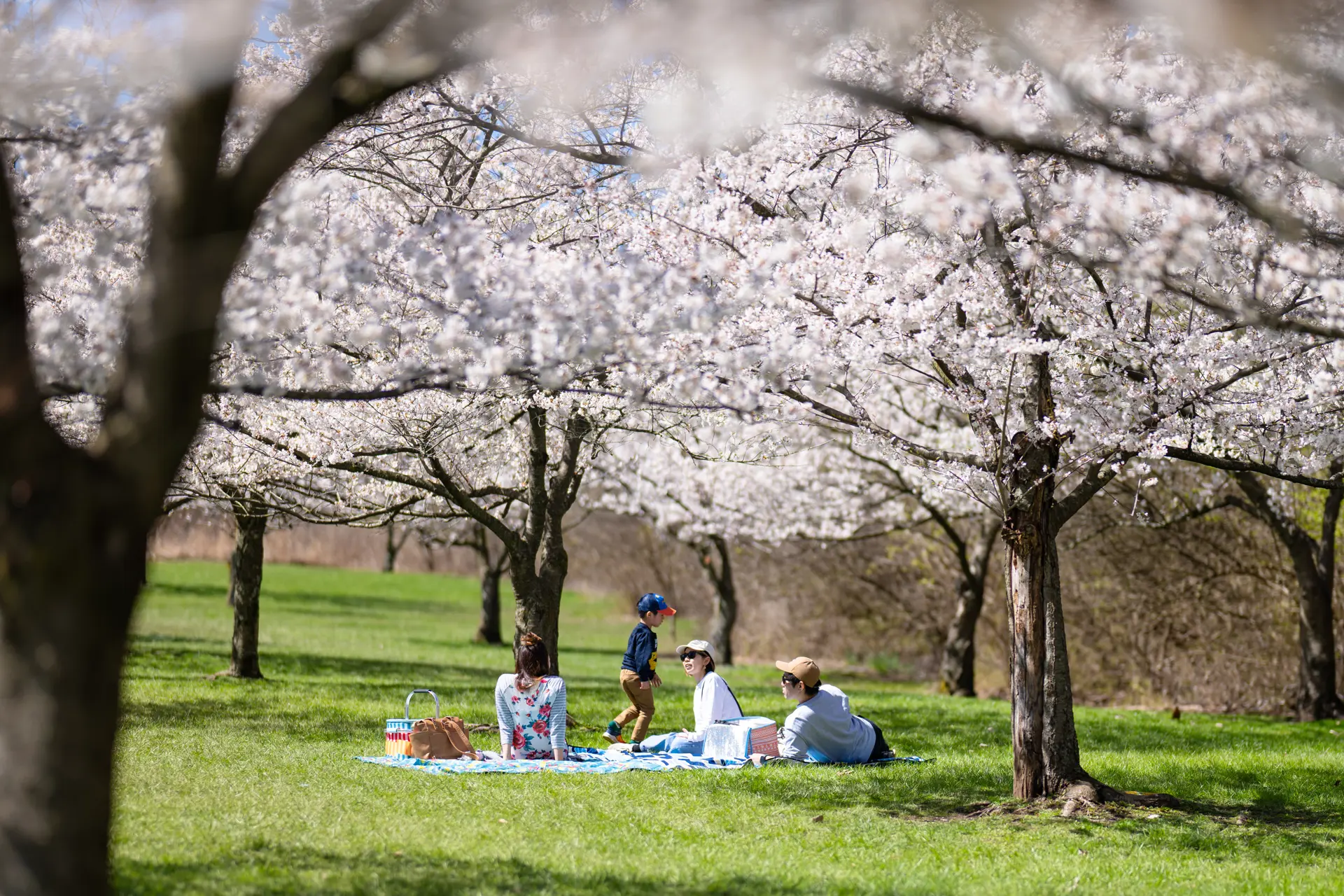 Cherry blossoms at Brookside Reservation.