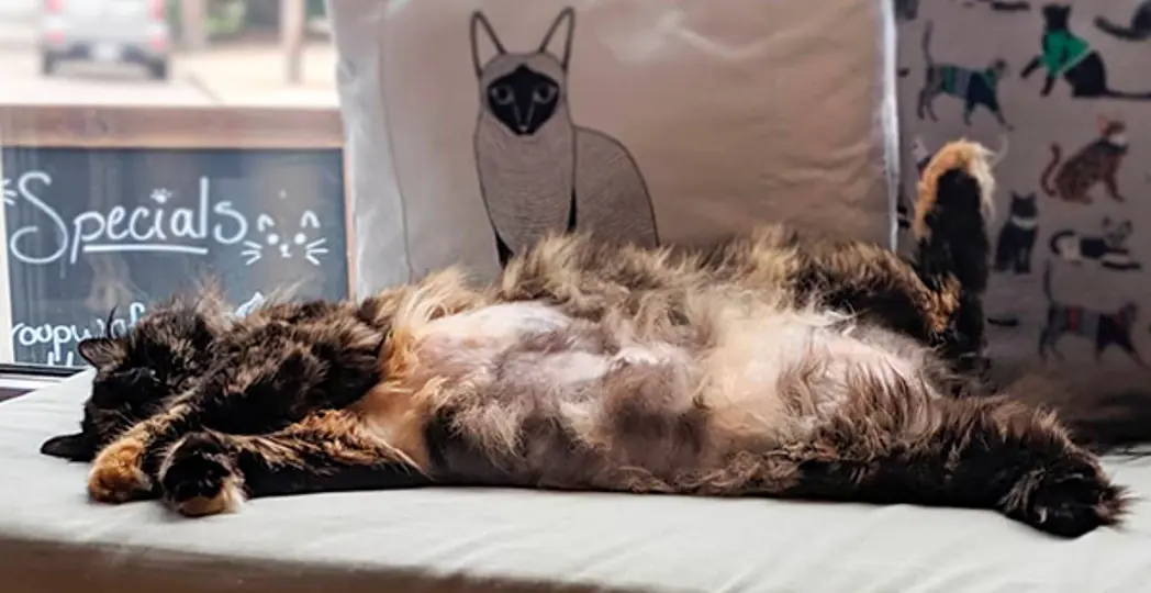 Courtesy Affogato Cat Cafe