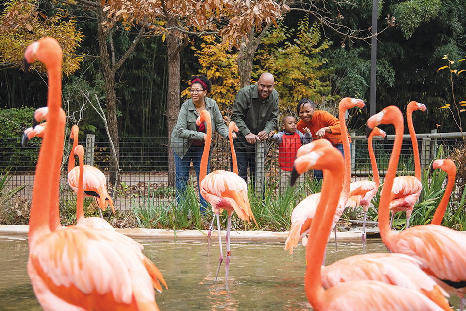 Family looking at flamingos at the Nashville Zoo at Grassmere in Nashville, Tennessee (photo by Aimee Stubbs) Family looking at flamingos at the Nashville Zoo at Grassmere in Nashville, Tennessee (photo by Aimee Stubbs)