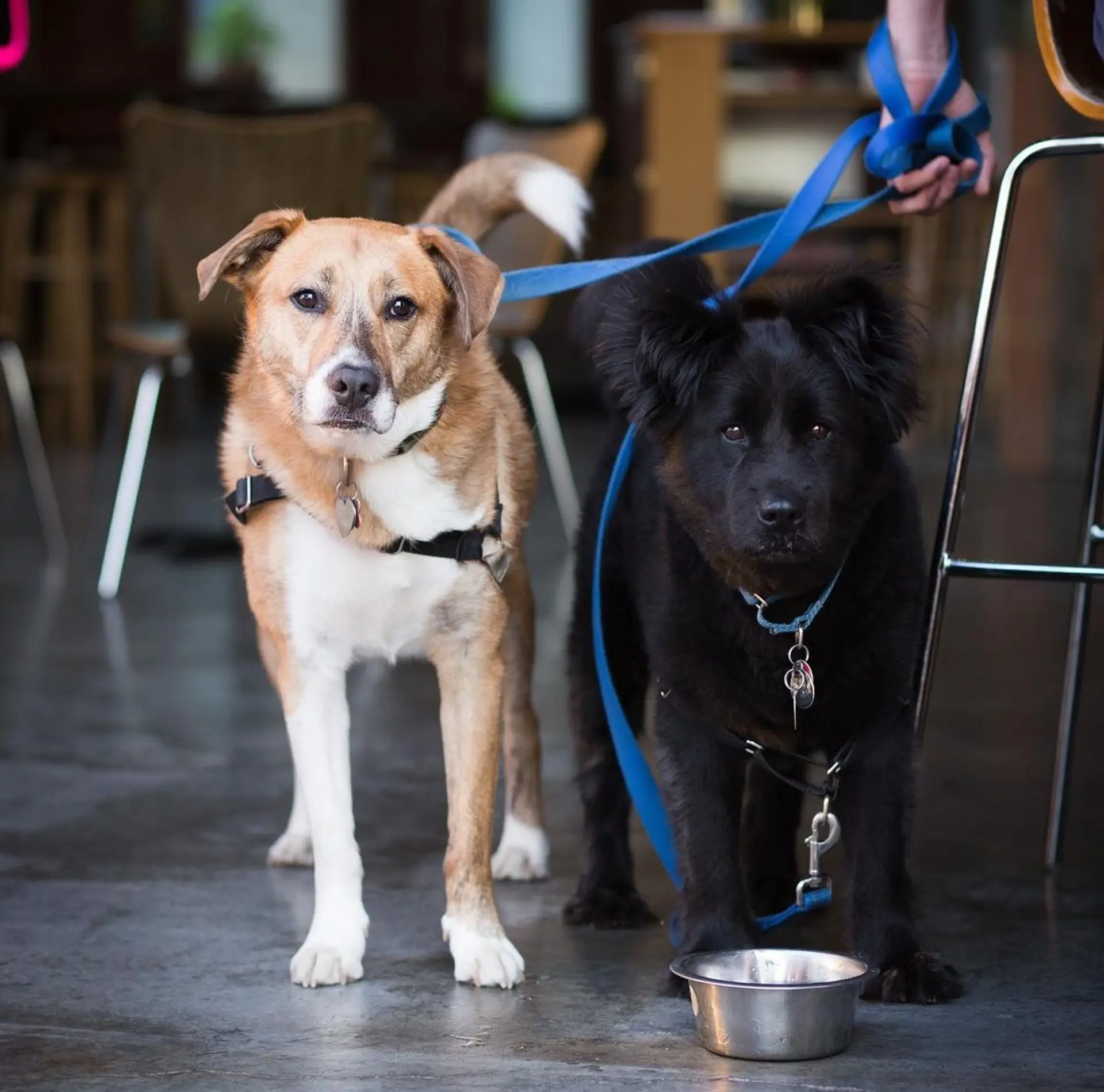 Courtesy Terrestrial Brewing