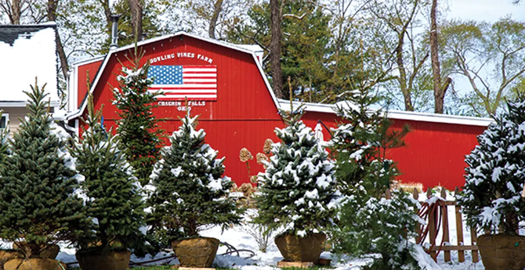 Courtesy Howling Pines Farm, Courtesy Medina Christmas Tree, Courtesy Sugar Pines Farm
