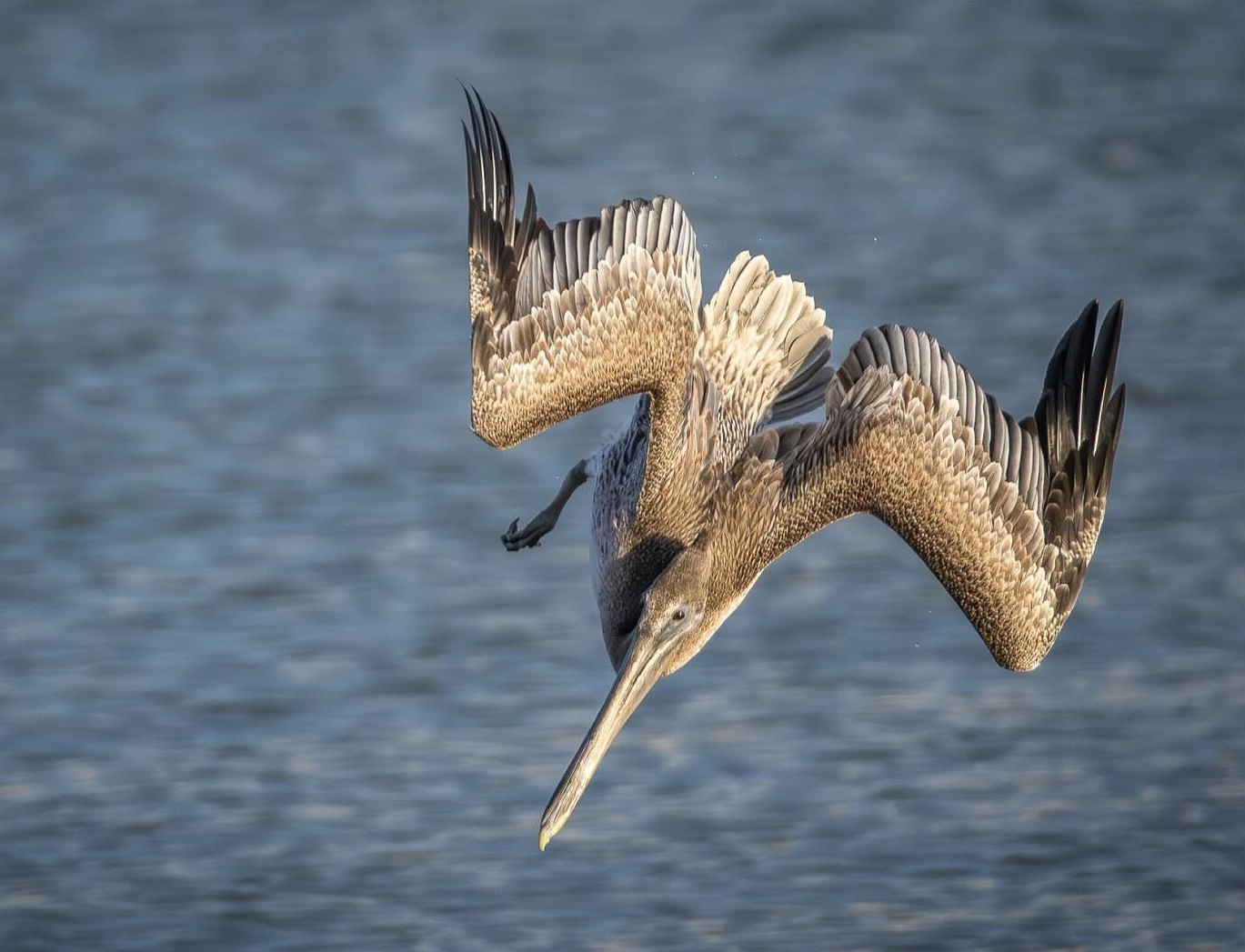 Brown Pelican diving