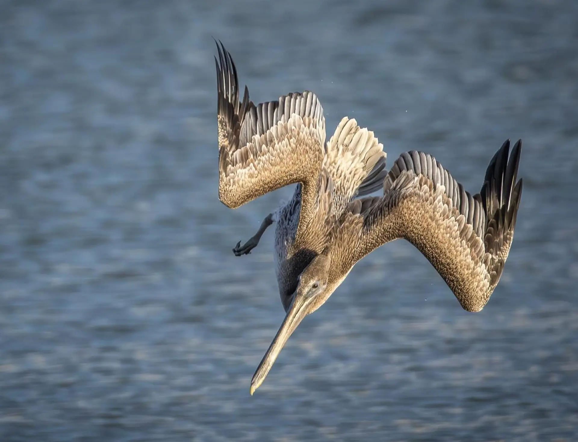 Brown Pelican diving