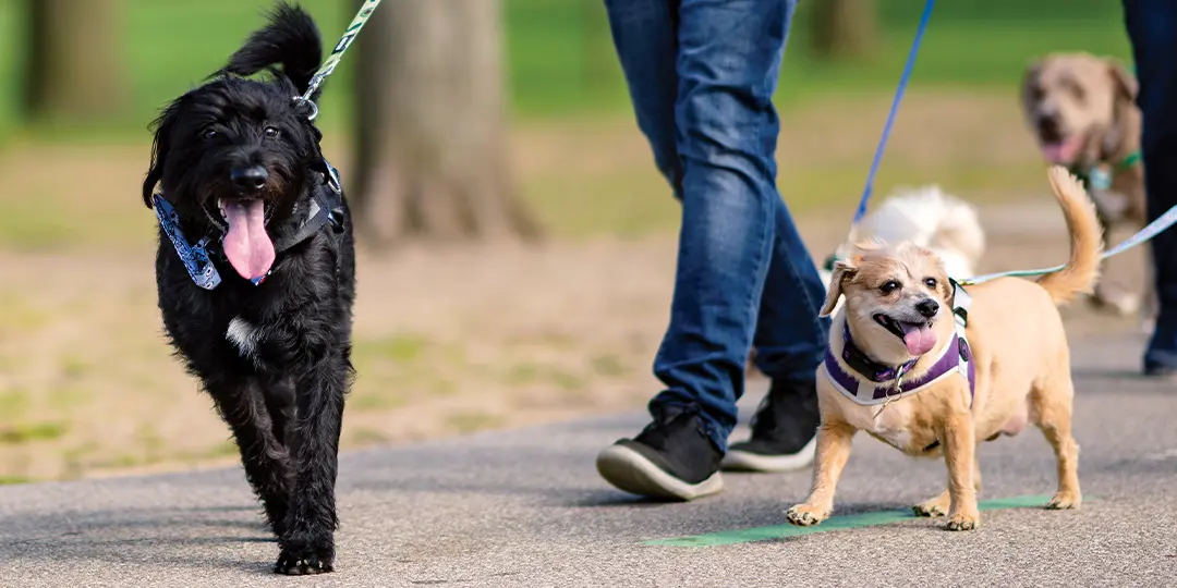 Cleveland's Neighborhoods Offer Fun for Dogs 