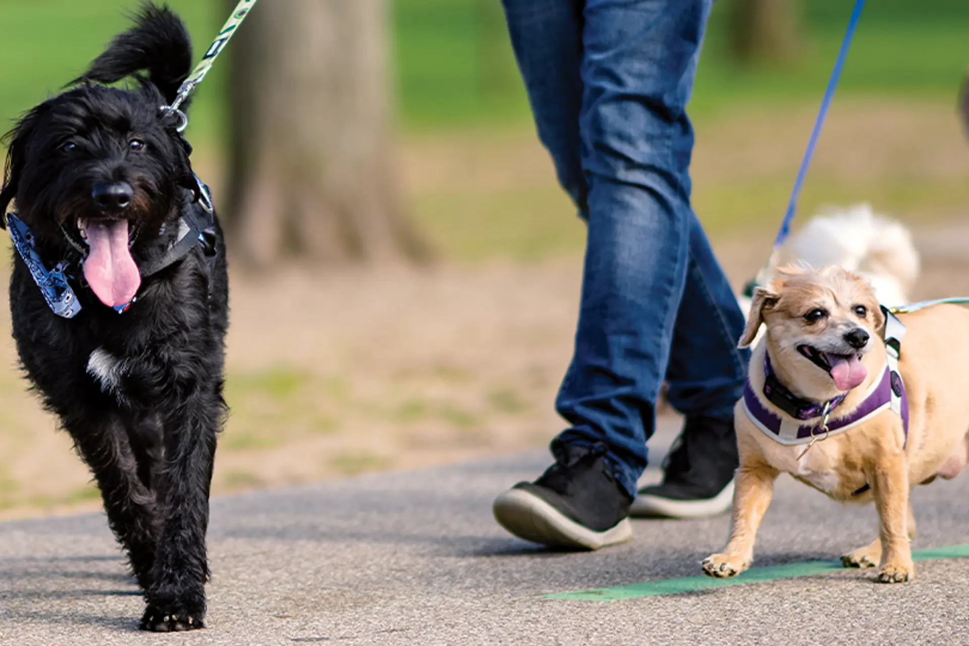 Cleveland's Neighborhoods Offer Fun for Dogs 