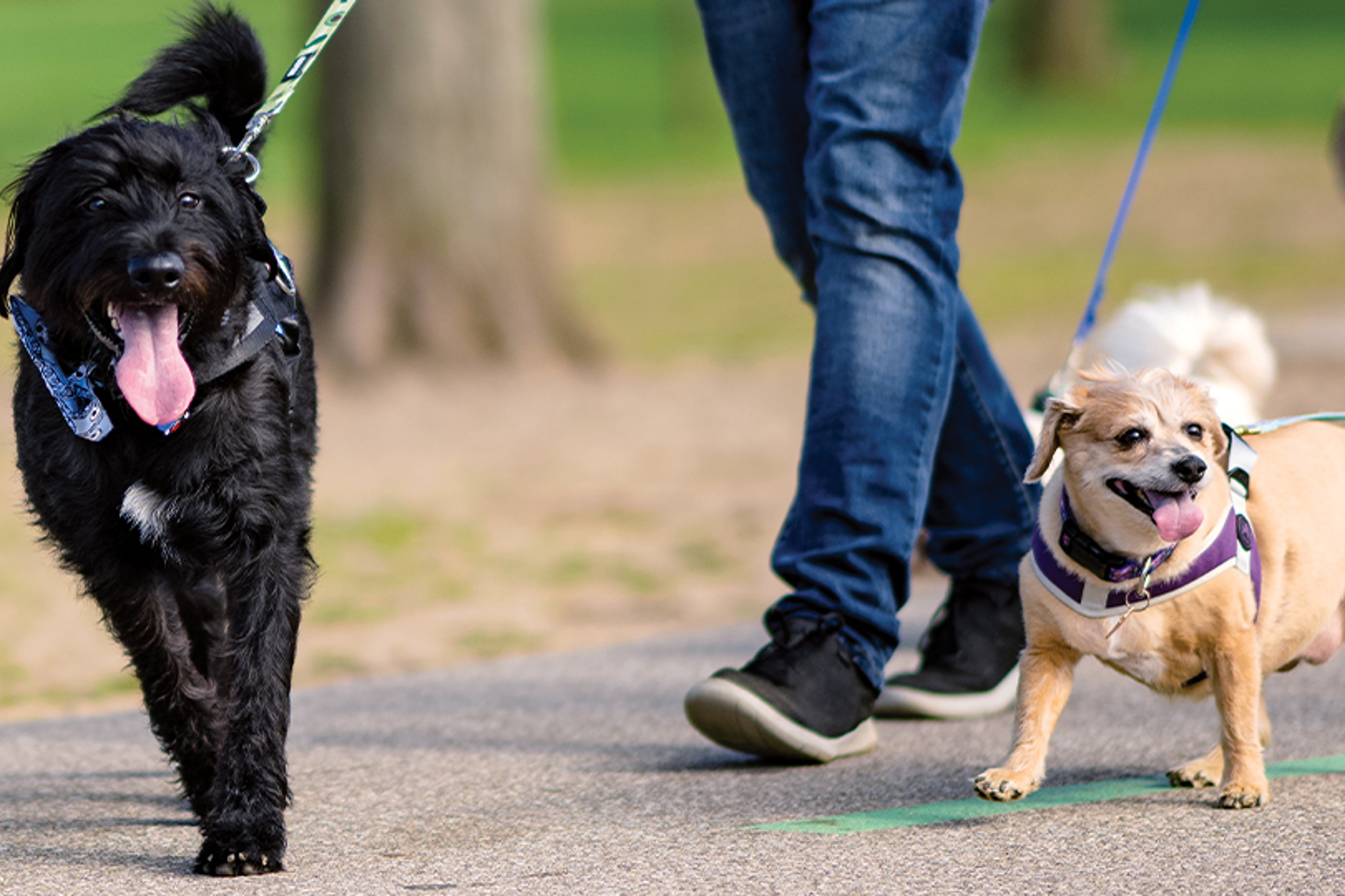 Cleveland's Neighborhoods Offer Fun for Dogs 