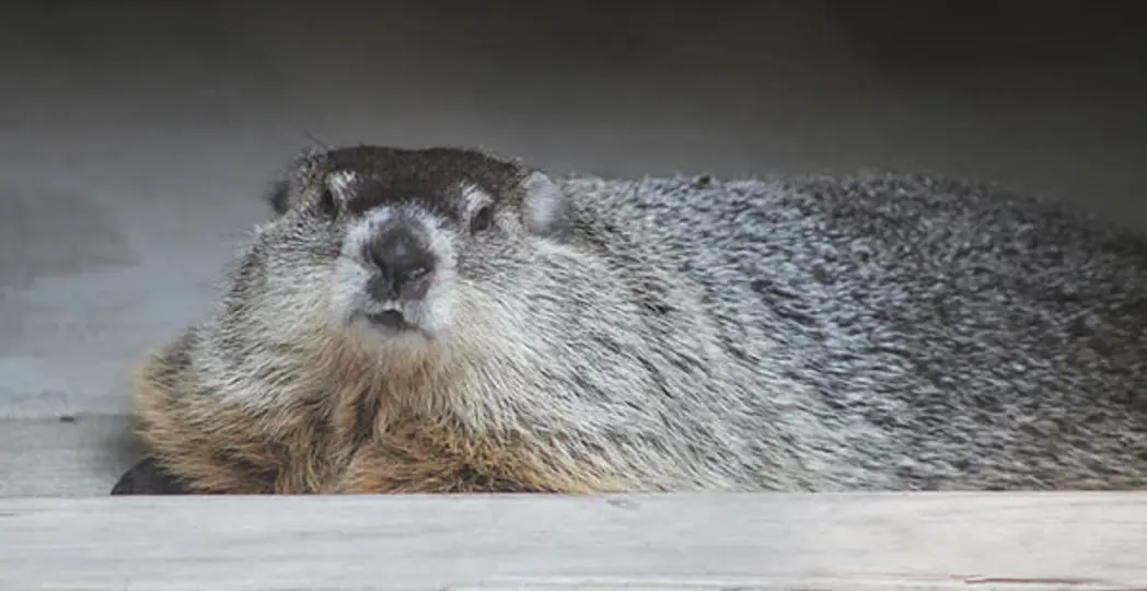 Courtesy Cleveland Museum of Natural History