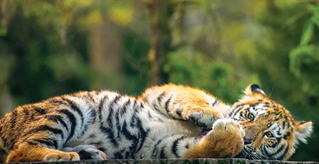 Courtesy Cleveland Metroparks