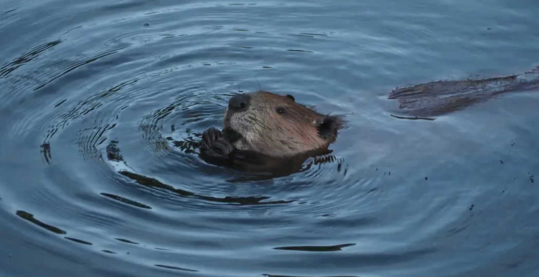 Courtesy Flickr User Peter Abrahamsen