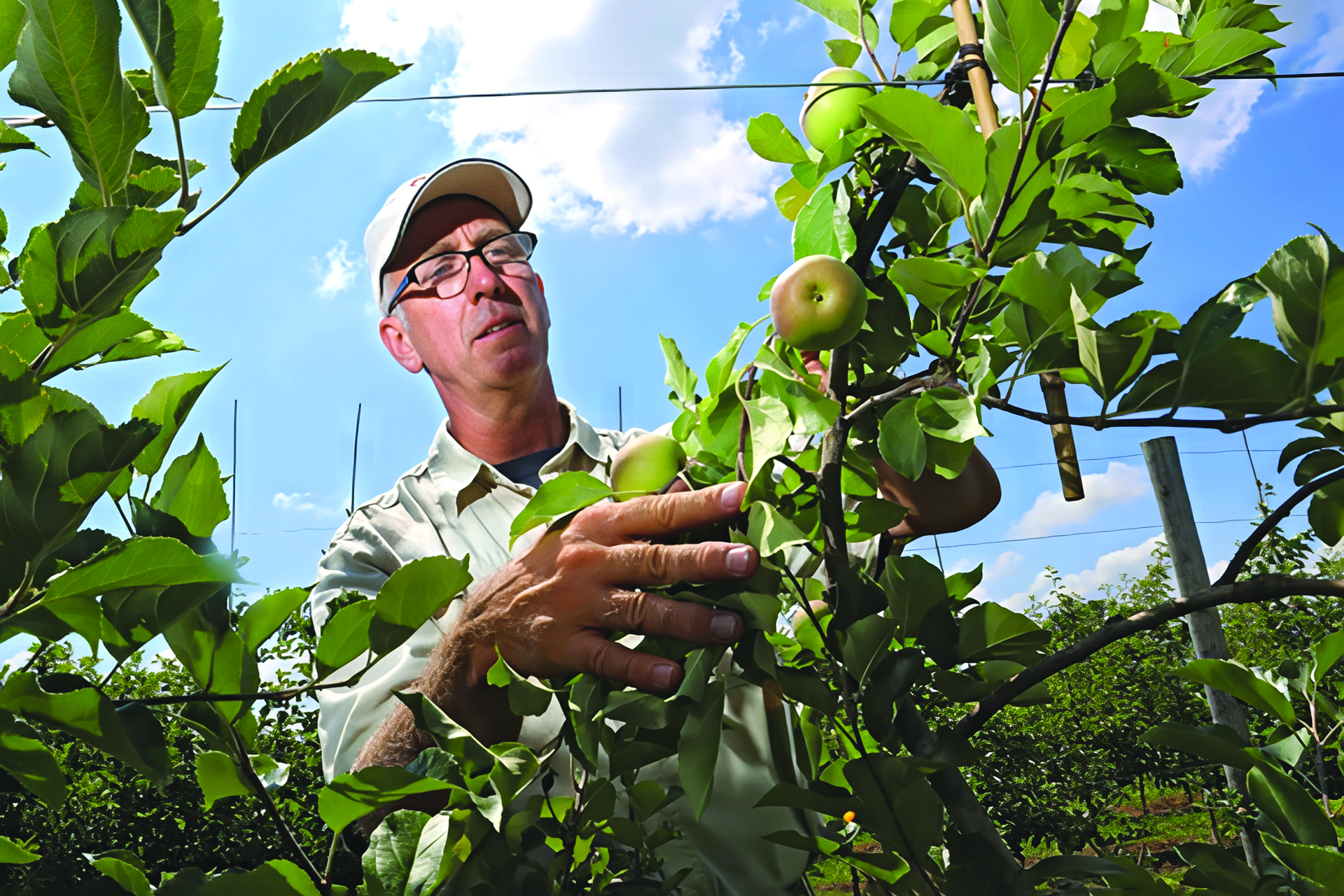 A Midwest Breeding Program Strives to Create The Next Great Apple