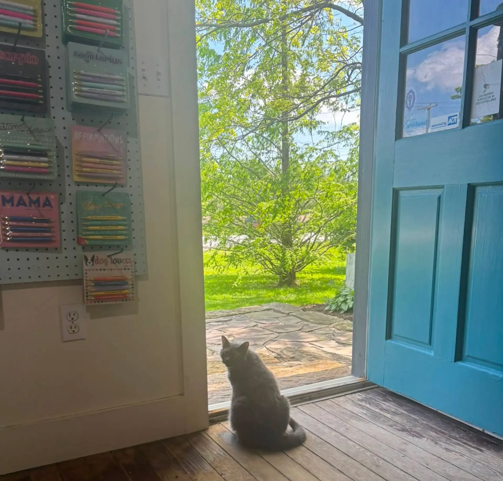 gray cat in doorway