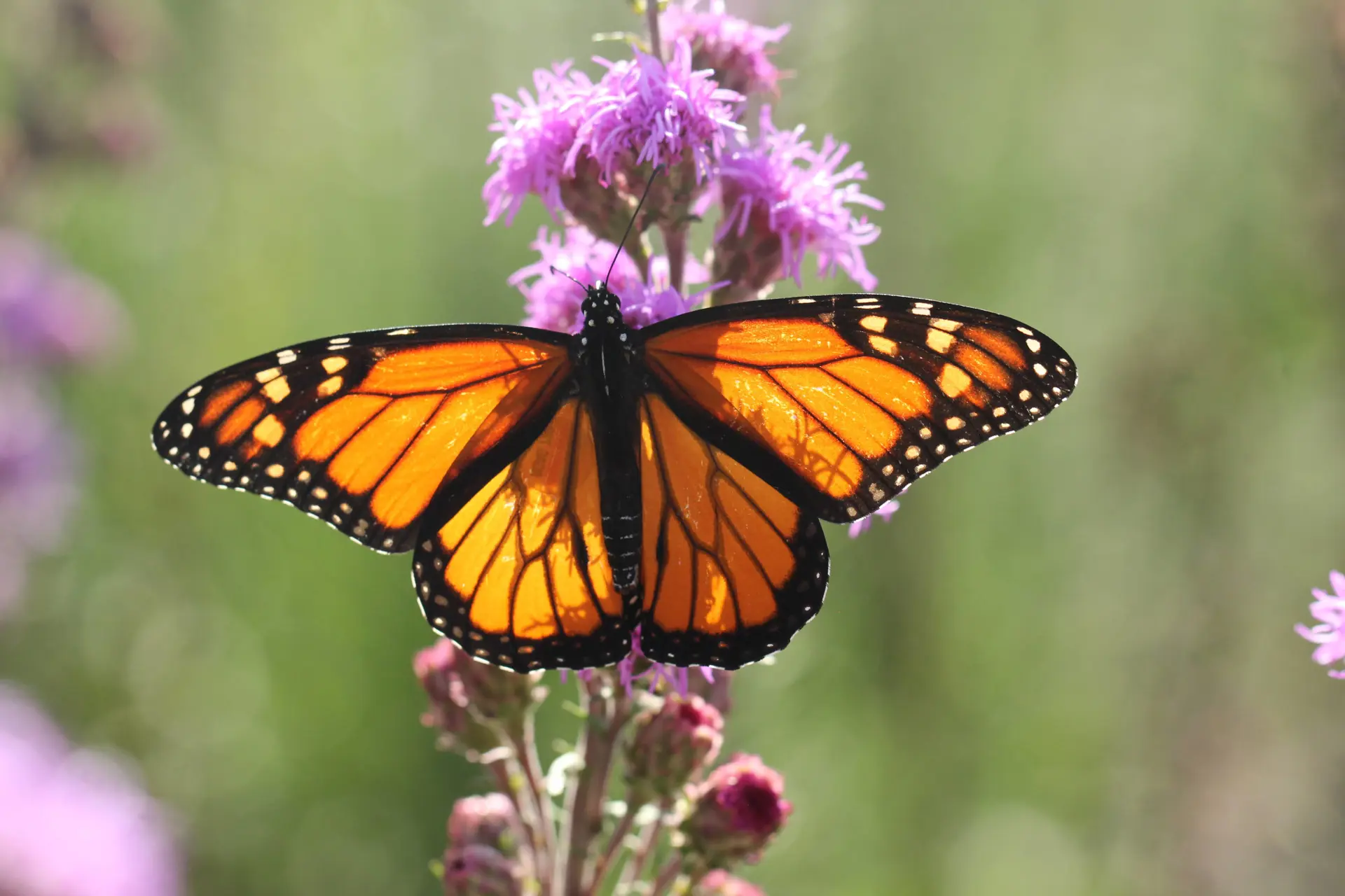 Courtesy Monarch Joint Venture fall migration butterflies northeast ohio