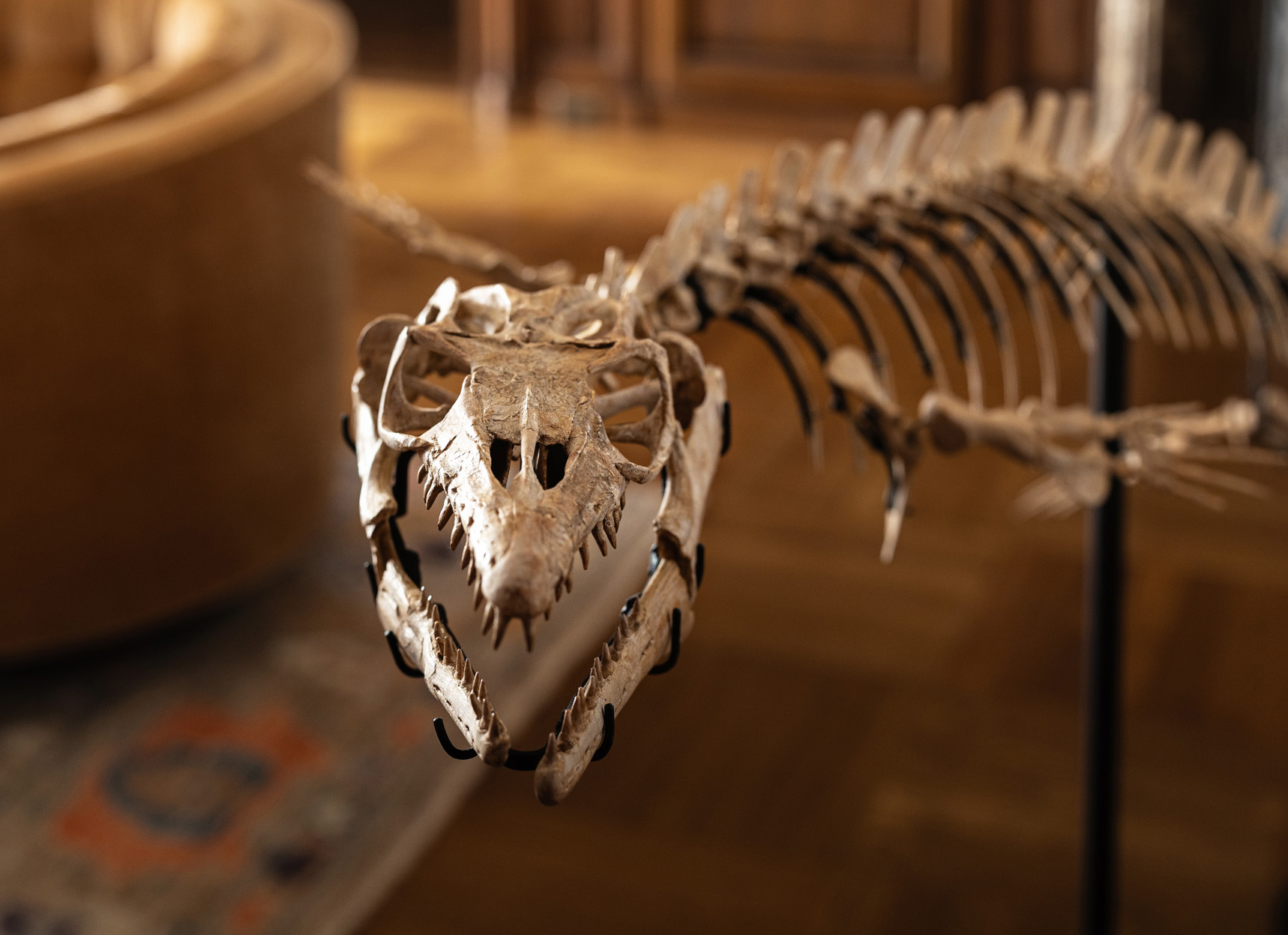 Unique skeleton decor in Shaker Heights library