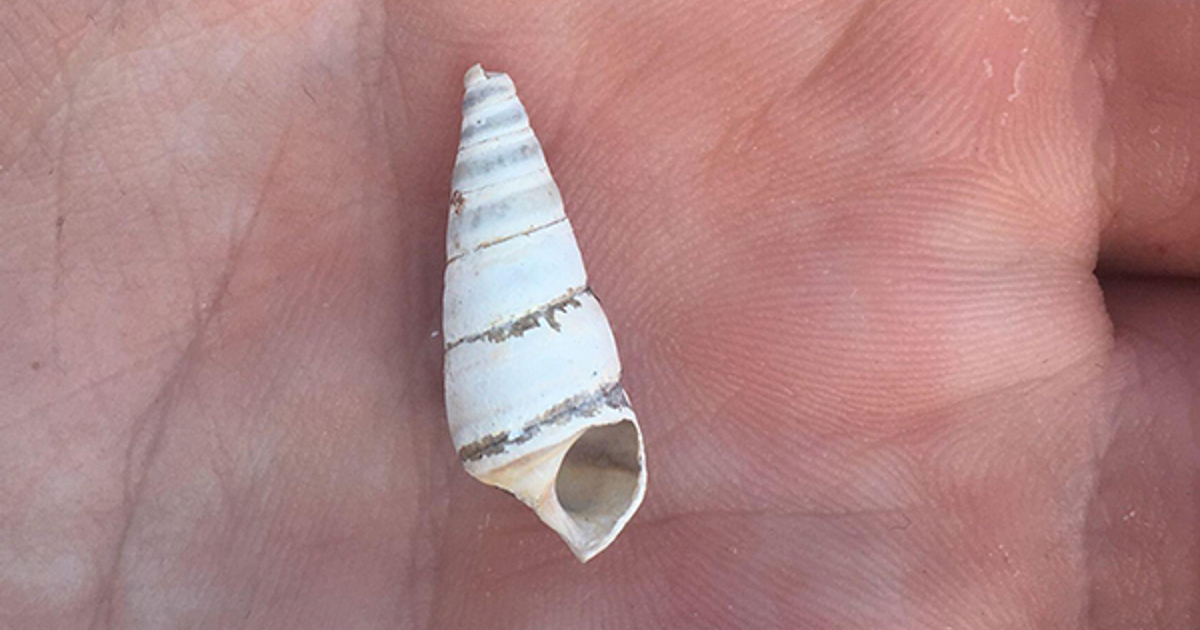Many of Lake Erie’s Beach Shells Come From This Snail
