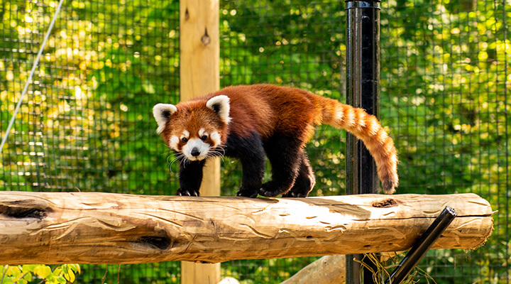 Red panda at the Fort Wayne Zoo in Fort Wayne, Indiana (photo courtesy of Visit Fort Wayne)