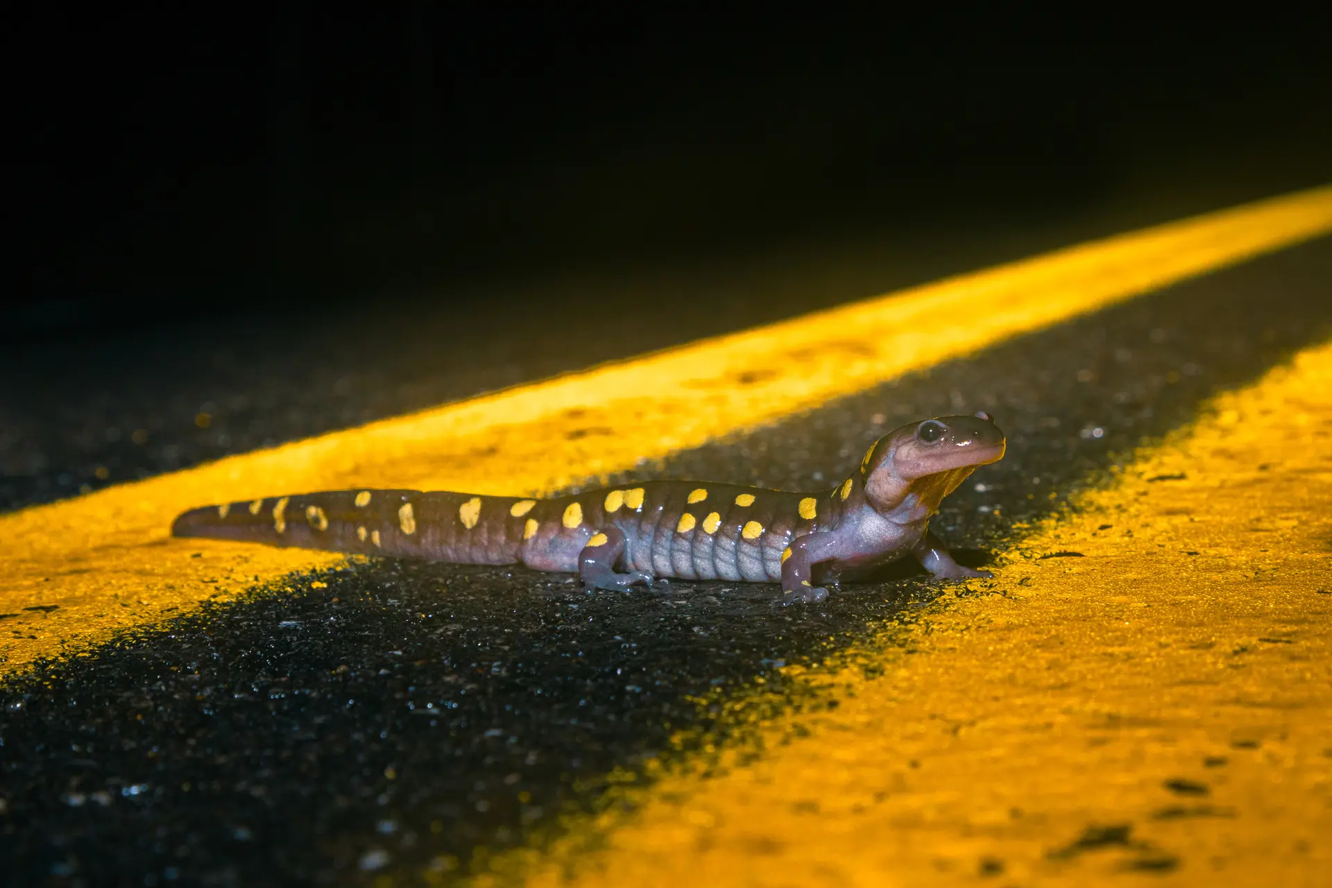Annual Salamander Migration Captures Northeast Ohio’s Attention Every Spring