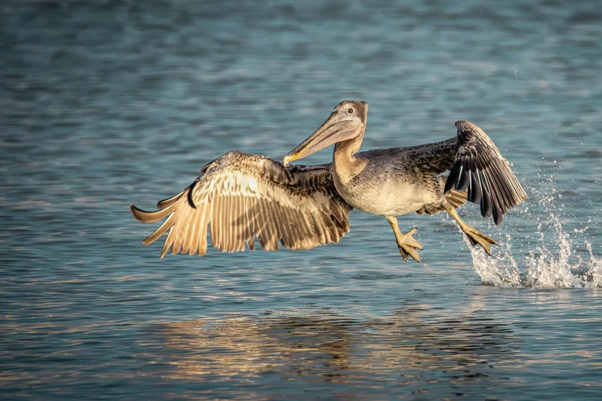 A Brown Pelican Was Spotted Fishing in Lake Erie This Week