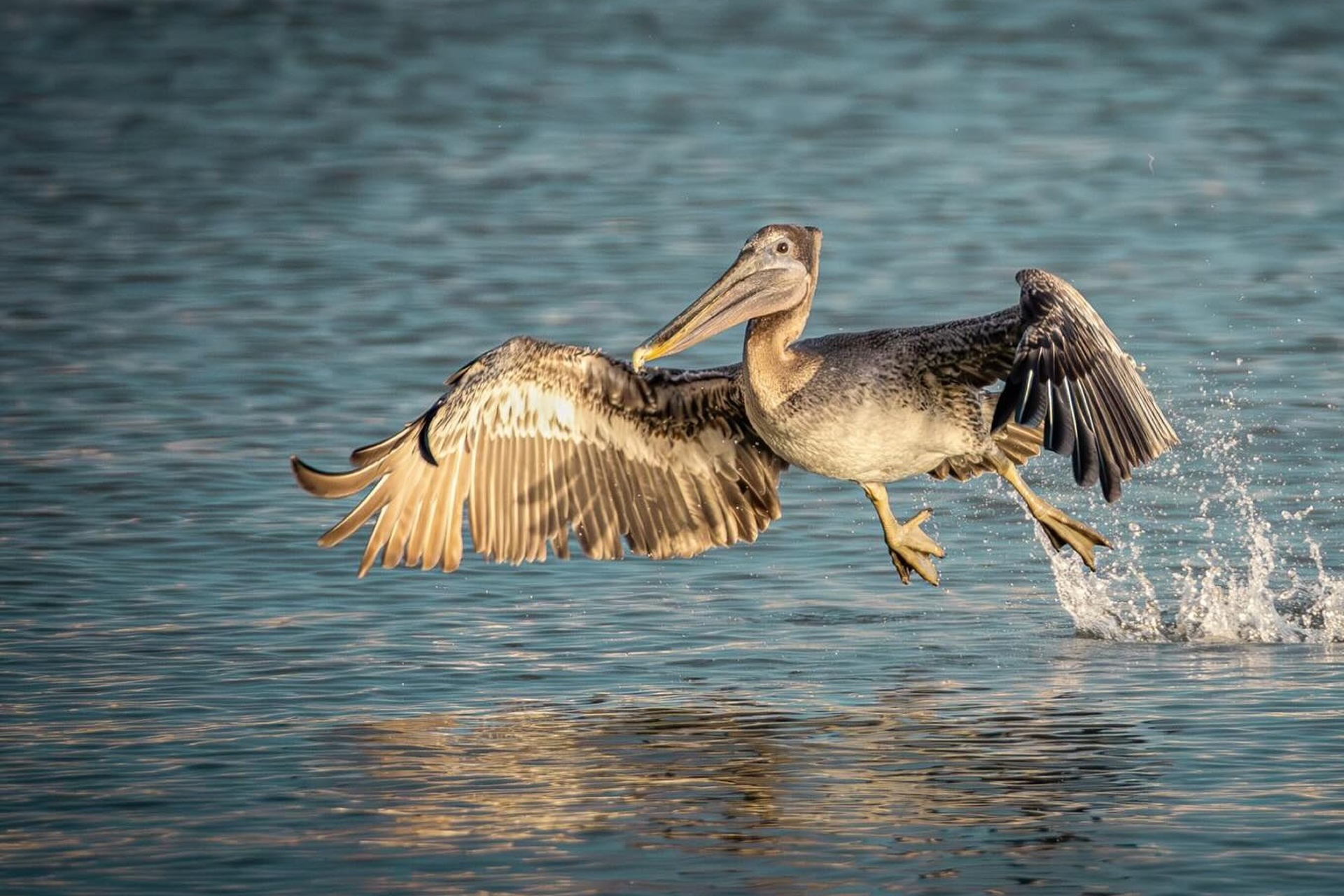 A Brown Pelican Was Spotted Fishing in Lake Erie This Week