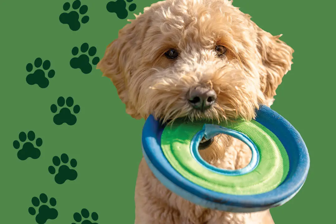 Strongsville Community Dog Park to Open This Fall at Volunteer Park