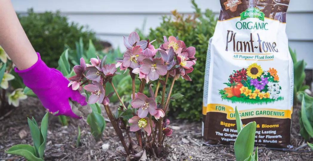 Courtesy Petitti Garden Center