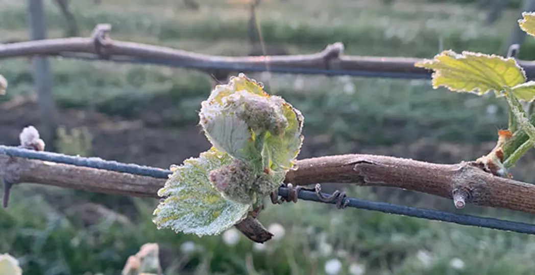 Courtesy Tracy Hundley Pringle