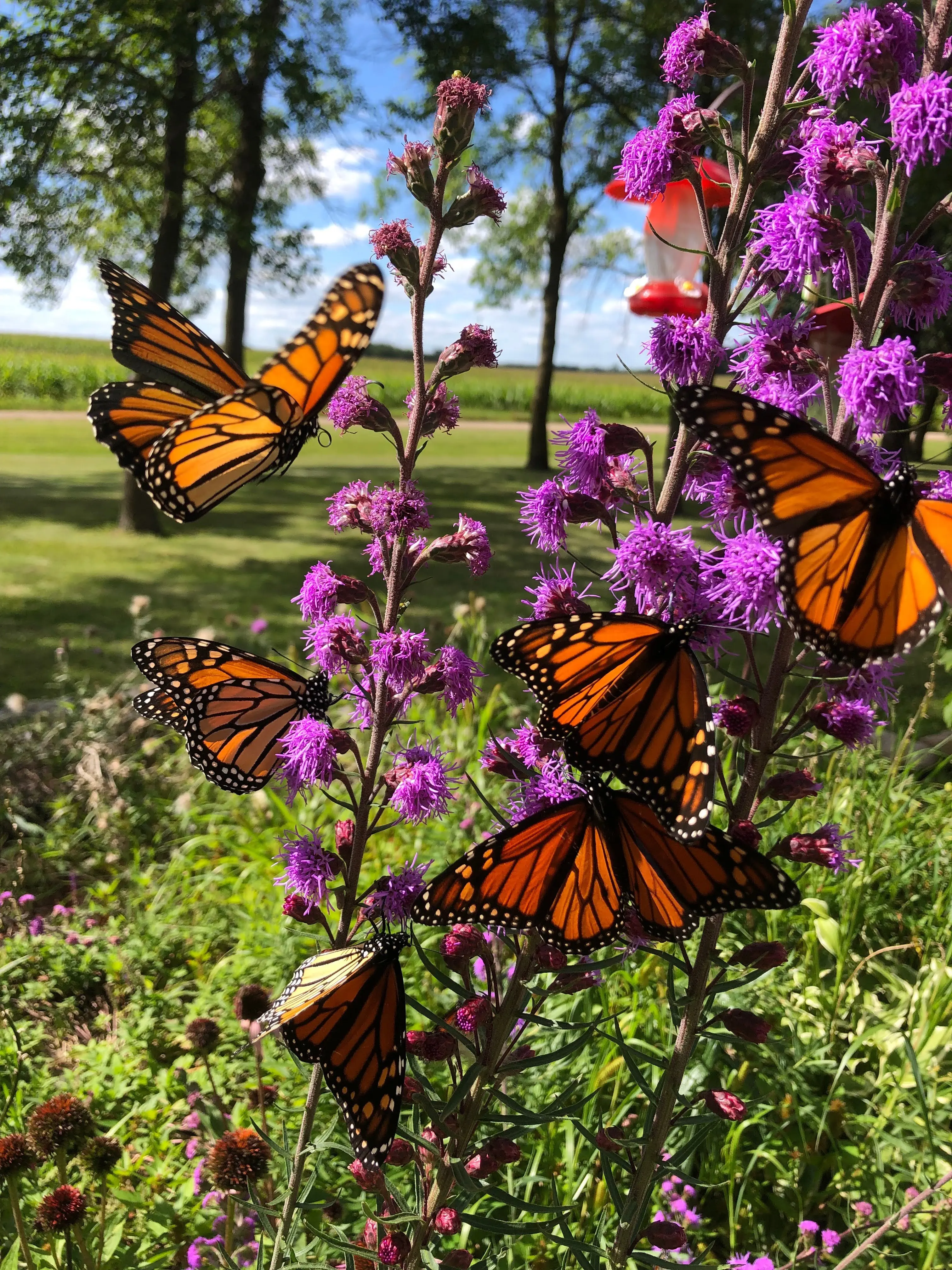Where To See Fall Migration in Northeast Ohio This Season: CLE Daily