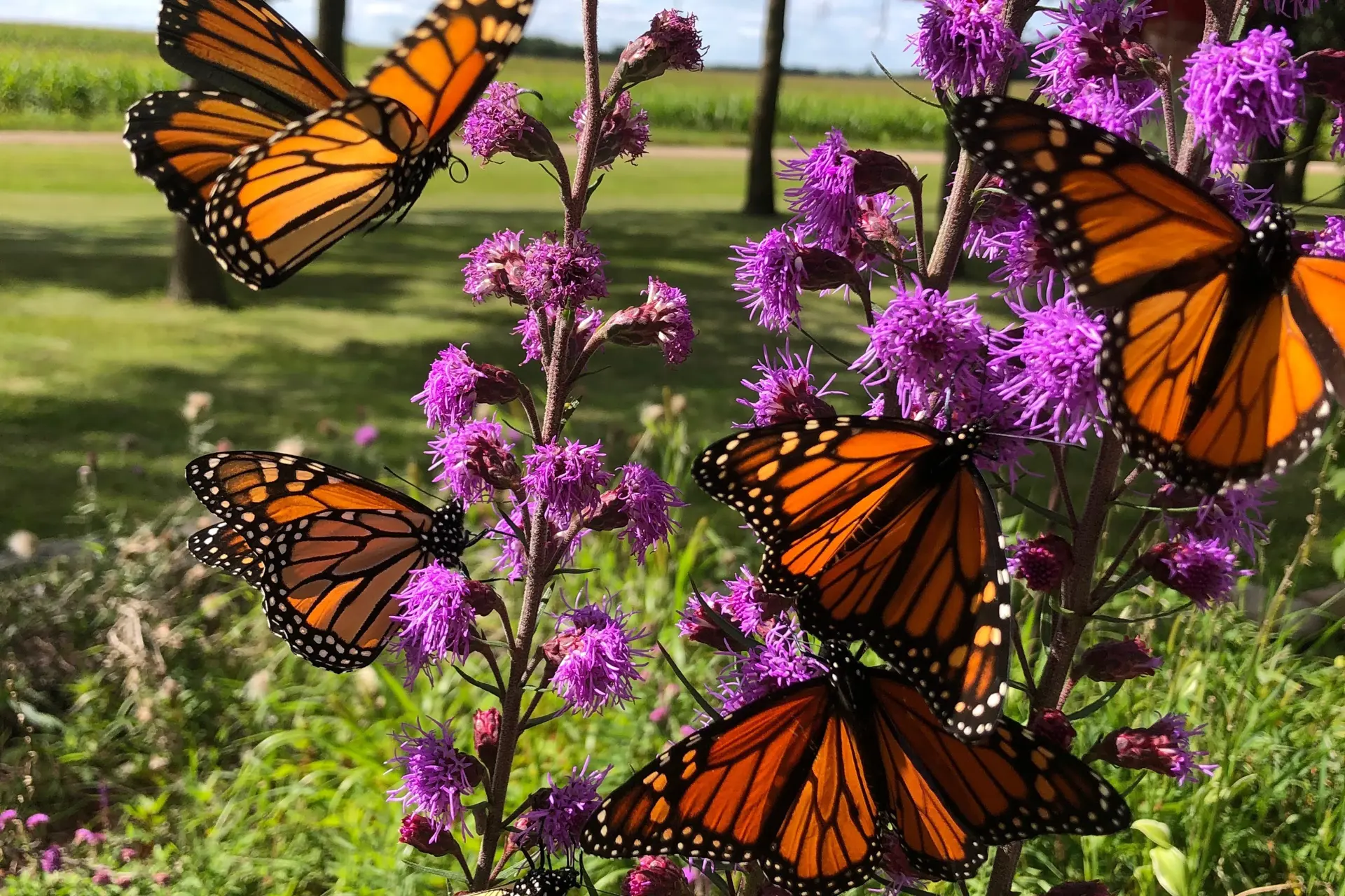 Where To See Fall Migration in Northeast Ohio This Season: CLE Daily