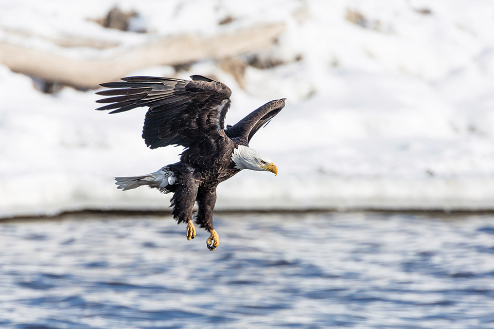 Bald eagle mid-flight in southwest Illinois (photo by Scott Evers) Bald eagle mid-flight in southwest Illinois (photo by Scott Evers)