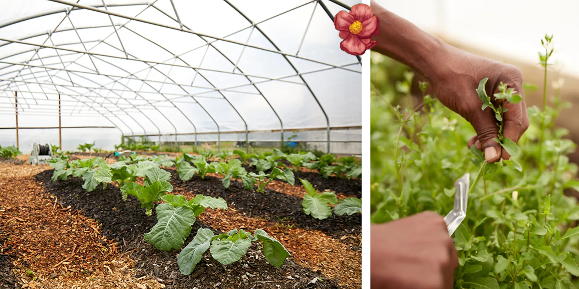 Person picking fruits and vegetables in a greenhouse.