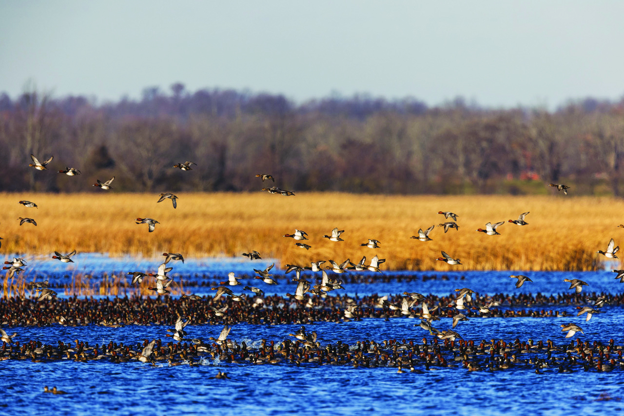 Ducks on the water and flying at Montezuma National Wildlife Refuge in Seneca Falls, New York (photo courtesy of destination) Ducks on the water and flying at Montezuma National Wildlife Refuge in Seneca Falls, New York (photo courtesy of destination)