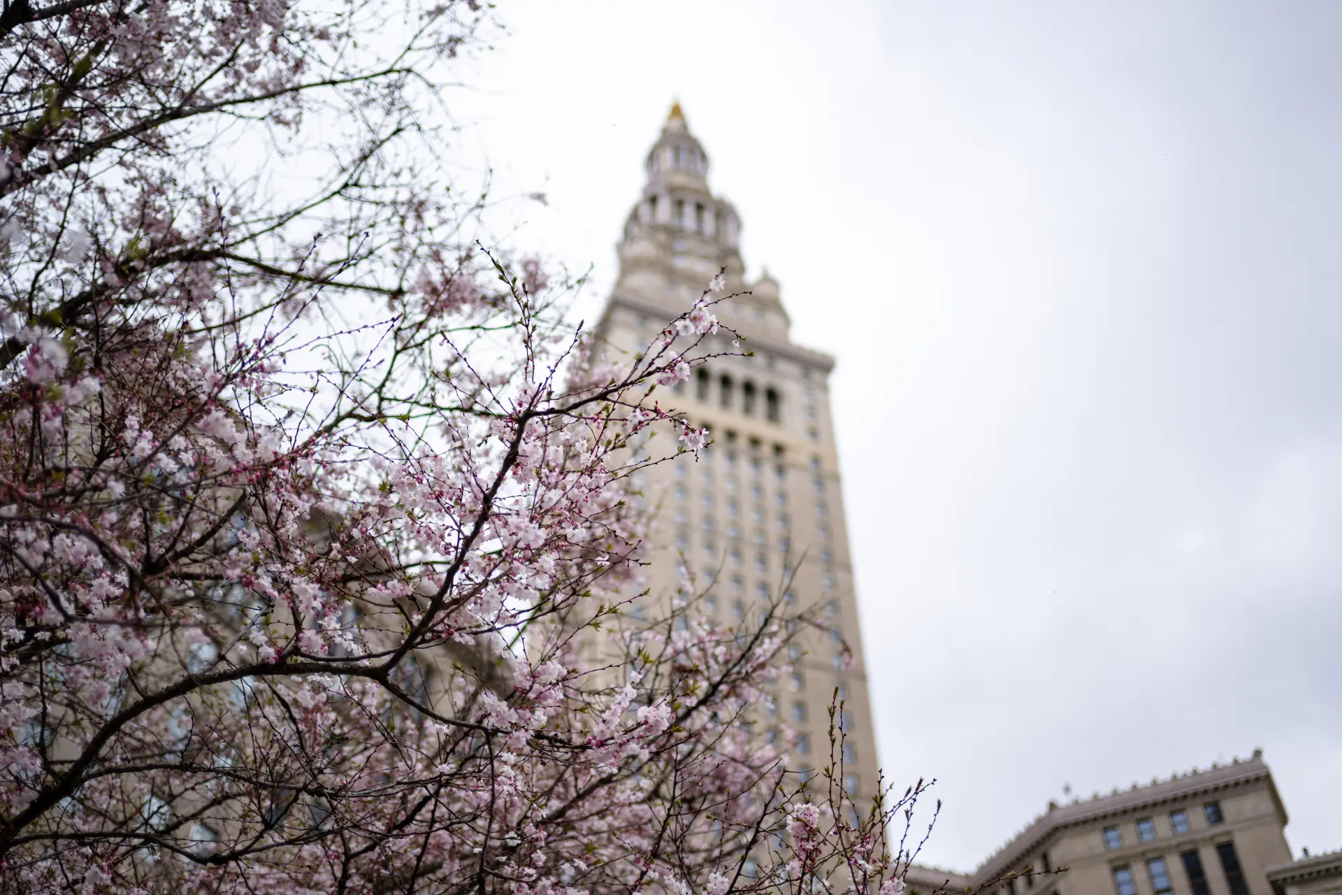 Cherry blossoms in Public Square near Terminal Tower.