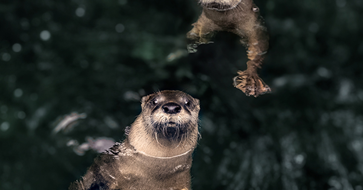 Critters of Cleveland: Meet Northeast Ohio's Cute, Resilient and ...