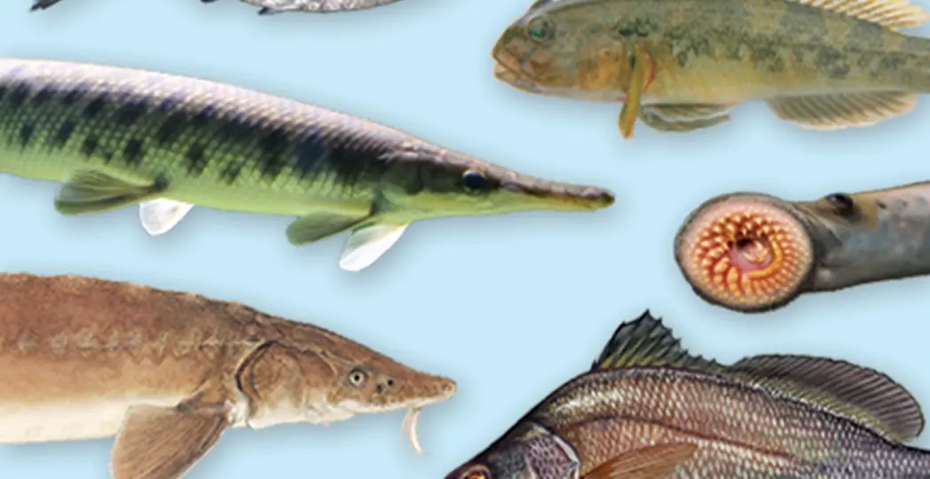 Courtesy Wikimedia Commons