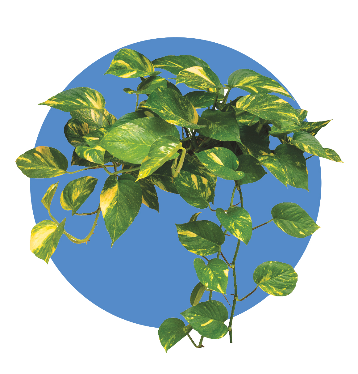 Pothos. | COURTESY ISTOCK