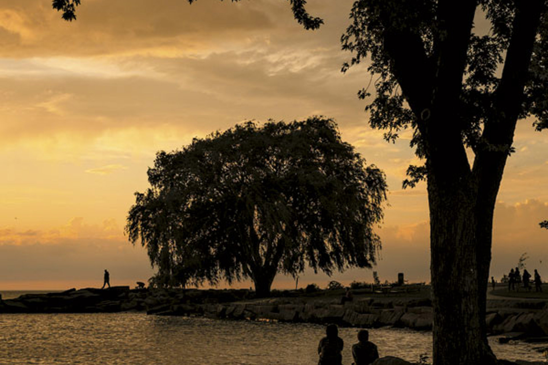 Edgewater Willow Is A Muse For Local Artists