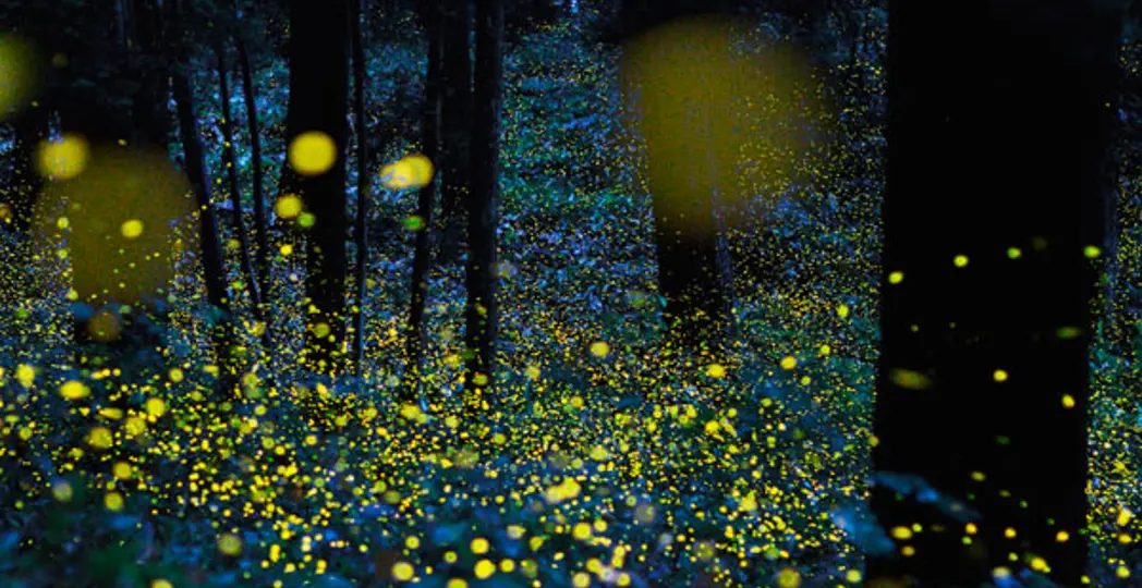 American Museum of Natural History 