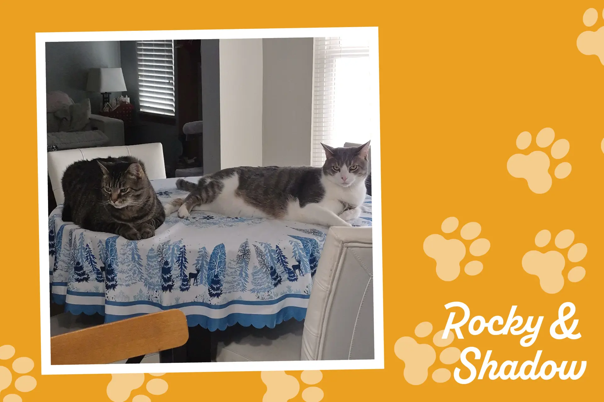 two cats