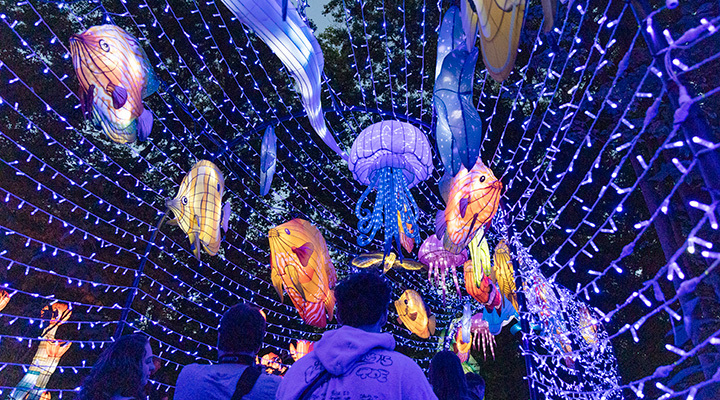 Illuminated fish and jellyfish at John Ball Zoo’s Grand Rapids Lantern Festival in Michigan (photo courtesy of John Ball Zoo)