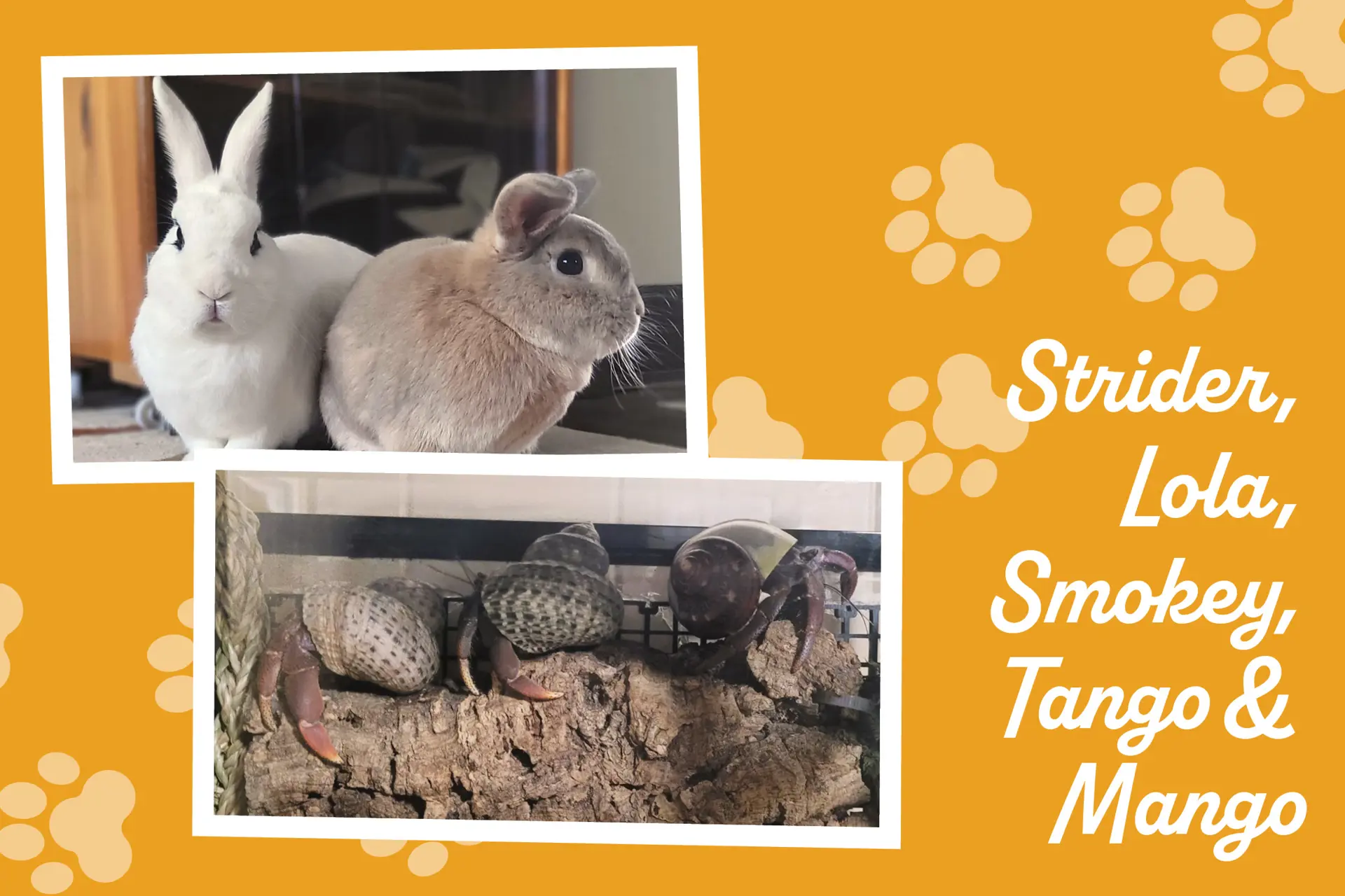 a collage with photos of two bunnies and three hermit crabs
