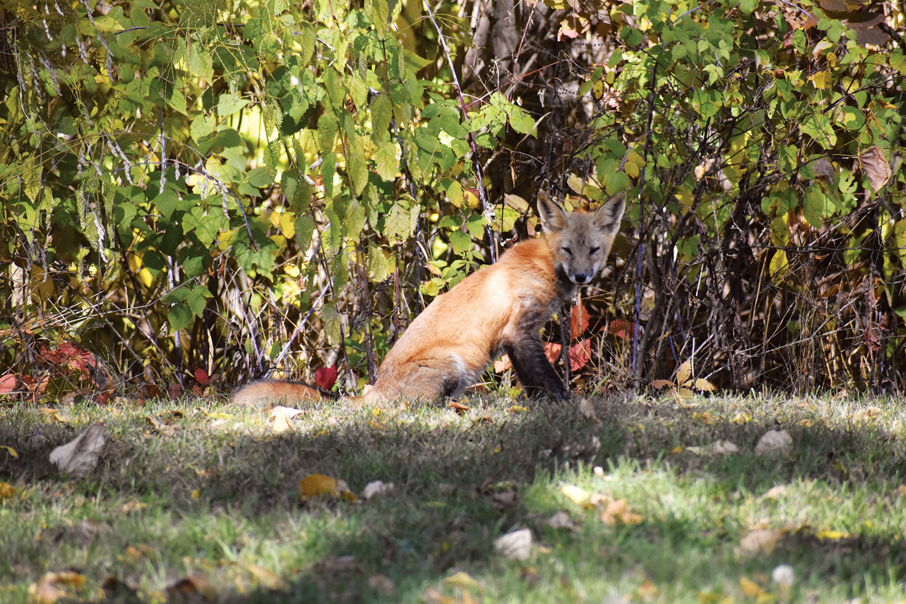 Pokagon State Park in Angola, Indiana (photo by Kristina Smith) Pokagon State Park in Angola, Indiana (photo by Kristina Smith)